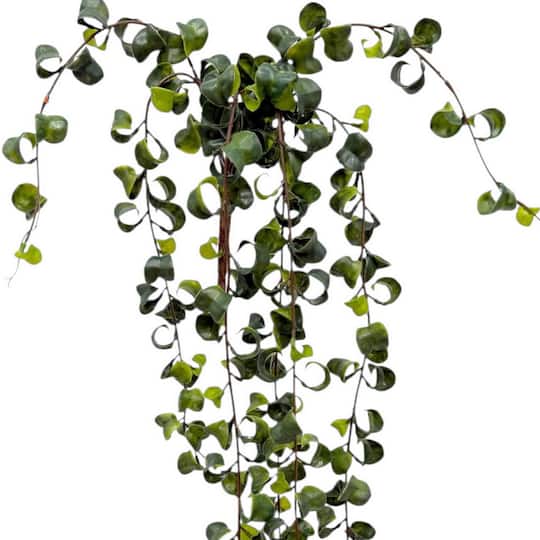 34" Hanging Curly Ficus Bush by Ashland®